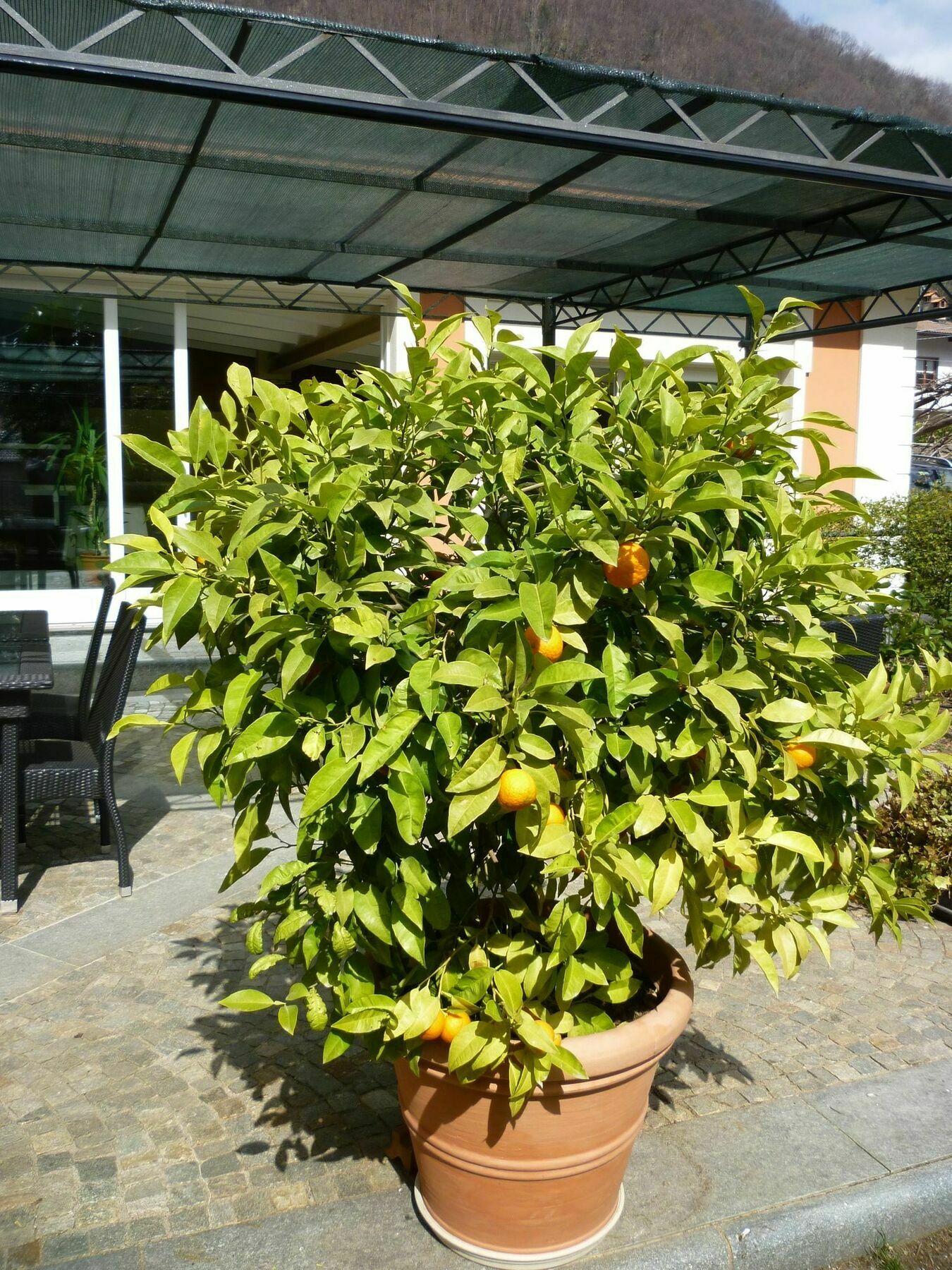 B&B Villa Dei Pini Cannobio Kültér fotó